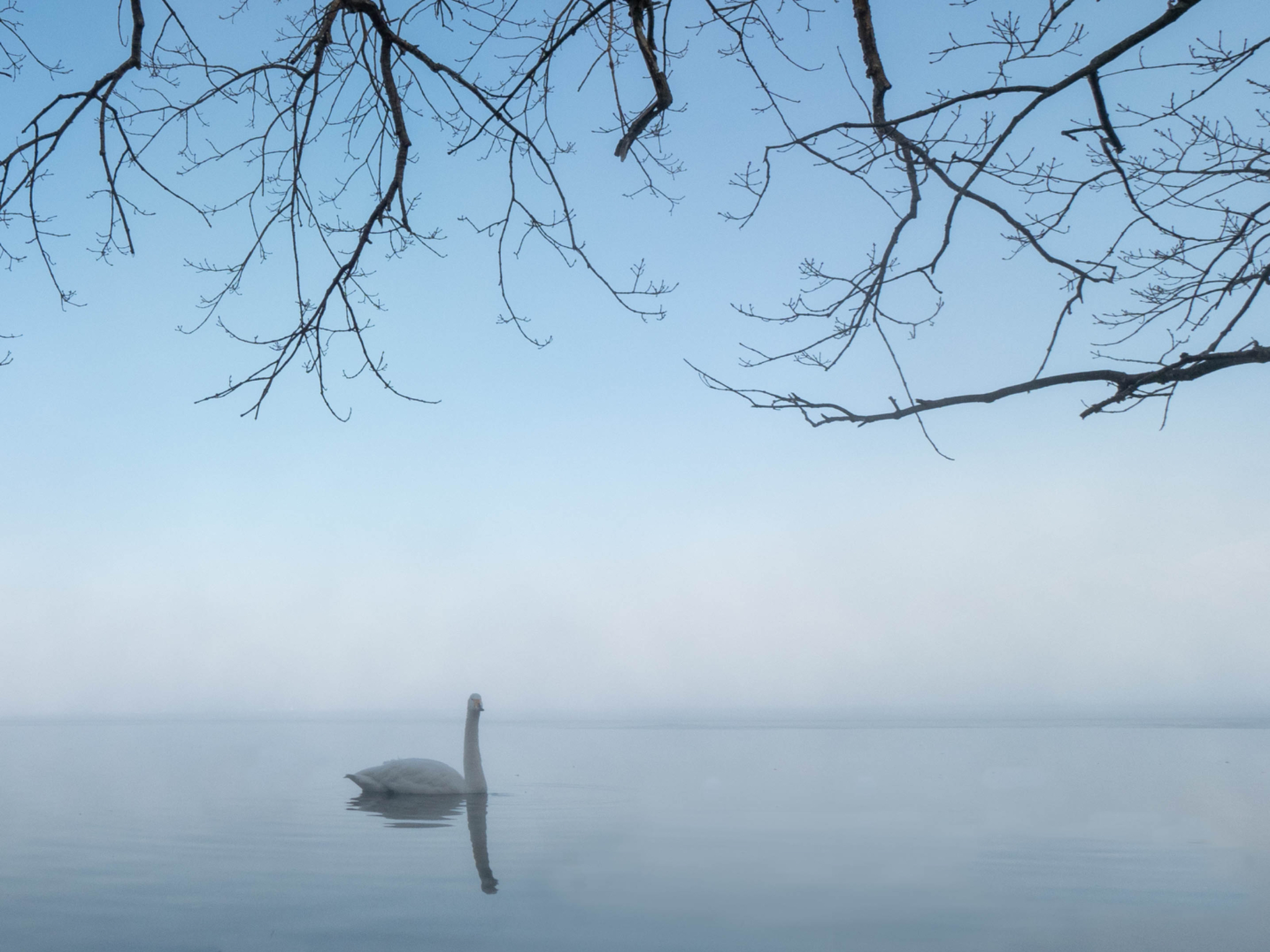Single swan in mist with trees